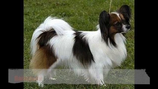 Какая собака самая умная? Топ 15 самых умных пород