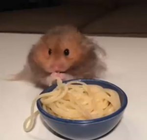 Хомяк ест спагетти