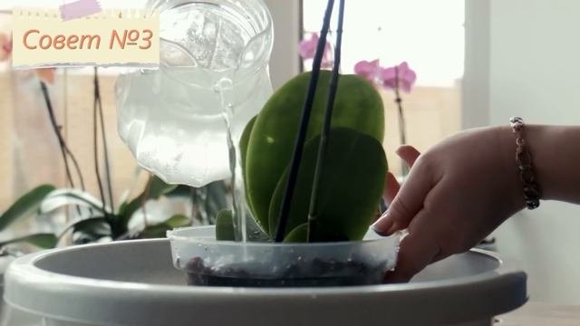 И Ваша орхидея будет цвести круглый год. 7 важных секретов по уходу за орхидеями | Я знаю