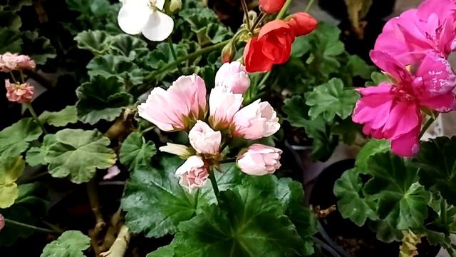 9 декабря. Комнатные цветы на любой вкус.