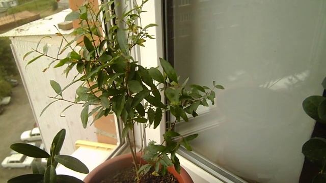 Плодовые для комнатного выращивания из семян, не требуют прививки!!! смотреть онлайн