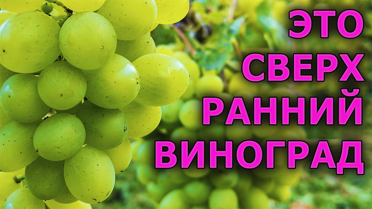 Этот сорт винограда удивляет своей скороспелостью и мускатным вкусом! Виноград сорт Гарольд. смотреть онлайн