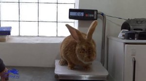 Какого веса достигают кролики ризен, фландр. Самая крупная порода кроликов в мире