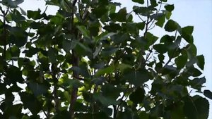 Populus deltoides 'Purple Tower' (Bordó levelű nyárfa) visszaifjítás után