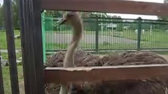 Страусы в Ашмарино смотреть онлайн