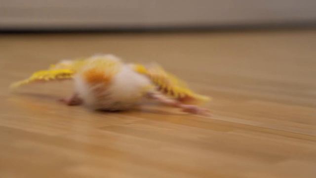 Kakariki - first steps смотреть онлайн