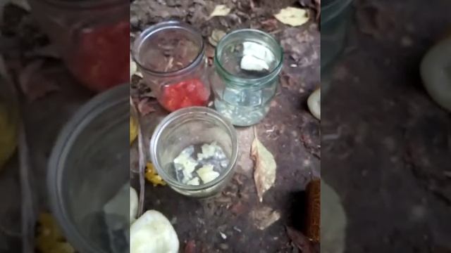 #семена #свои ЗАГОТОВКА СЕМЯН ПОМИДОР, ОГУРЦА, ПЕРЦА. КАК ПРАВИЛЬНО СОБРАТЬ СЕМЕНА С ОГОРОДА.