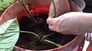 HOW TO PLANT SYNGONIUM BUTTERFLY!! || EASY STEPS FOR BEGINNER!! SALATIGA - INDONESIA OCTOBER 2020