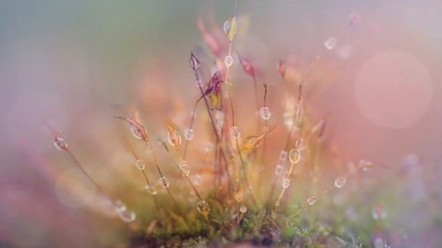 "Дрожащая росинка". Музыка и исполнение - Надежда Кудрина, стихи - Галина Пятисотских. смотреть онлайн