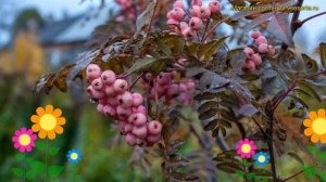 Рябина обыкновенная Пинк Вейл. Краткий обзор, описание характеристик sorbus Pink Veil