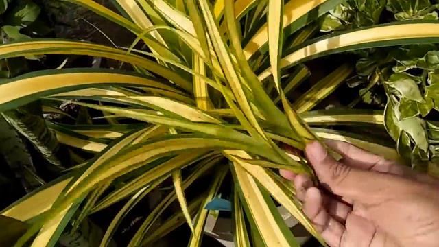 पडनस क पध क कस मलटपलई करhow to multiply pandnus plantbeautiful plantGolden plant