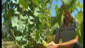 Липчанин на своем участке выращивает более 25 сортов винограда