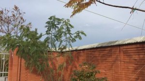 Самое Быстрорастущее Дерево