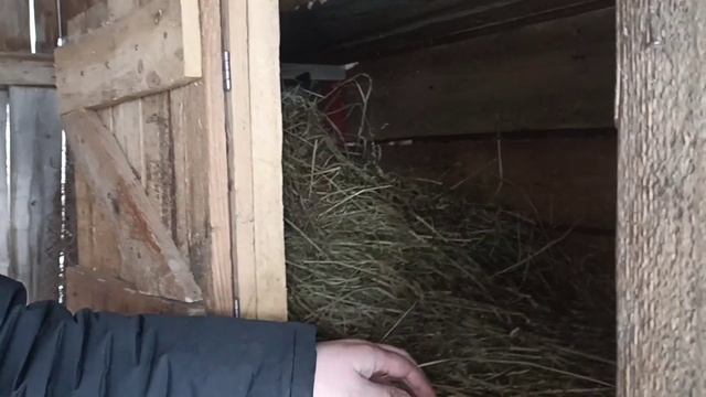 Свиной комбикорм для кроликов! [Какой корм лучше?] смотреть онлайн