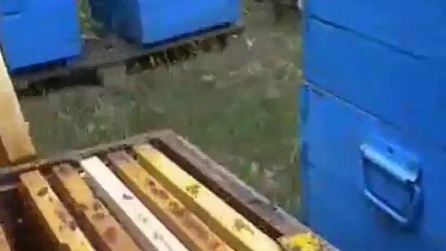 Пчеловодство Трутовочная пчелиная семья Как избавляться от трутовки Советы смотреть онлайн