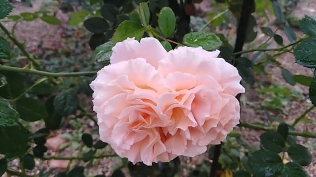 Роза Полька. Polka rose. Октябрь 2020 смотреть онлайн