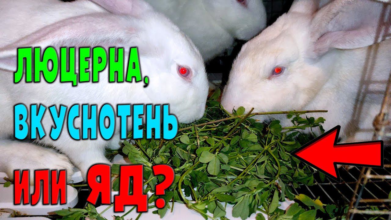 Люцерна, польза или вред