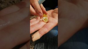 Кишмиш Бесподобный 16.09.2023