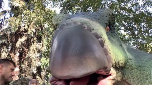 Динозавр 🦕