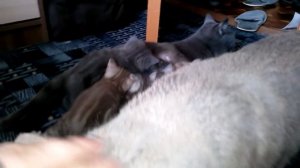 Кошачья семья! Кот и кошка, и котята