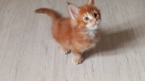 Мейн кун полидакт, красный солид Феникс, 1.5 месяца 😸
