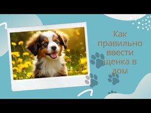 Как помочь щенку адаптироваться к новому дому: видео-инструкция для начинающих владельцев !