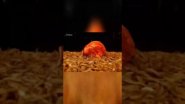 Как едят черви ? How mealworms eat tomato #Shorts