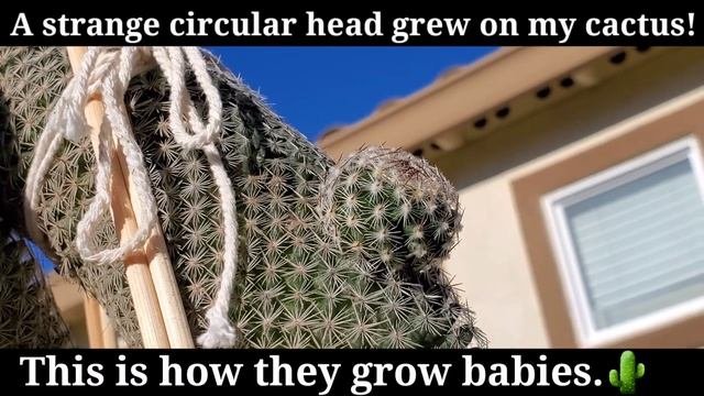 MAMMILLARIA MATUDAE/ RARE CACTUS & SUCCULENTS SERIES 2 Of 12 #53