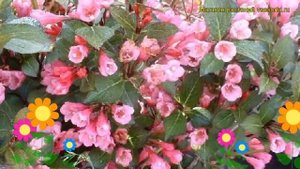 Вейгела цветущая Виктория. Краткий обзор, описание характеристик weigela florida Viktoria