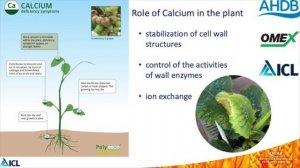 The effects of nutrition on leaf edge scorch in Primula