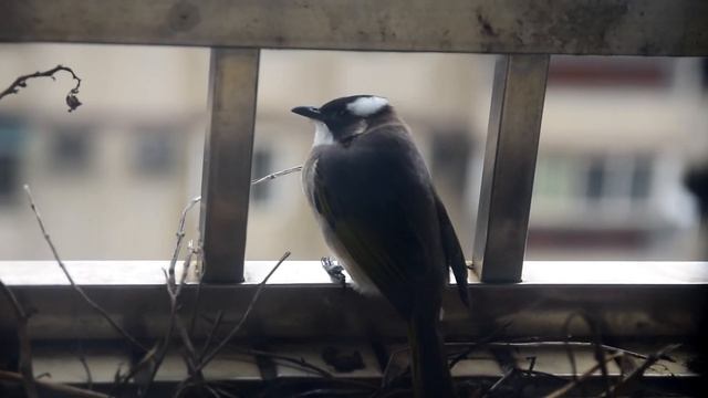 Nikon D5300 Vedio Sample(20160203) смотреть онлайн