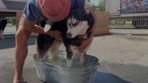 Как приучить собаку к воде ?