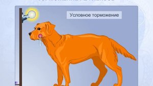 Торможение рефлексов. Биология для школьников