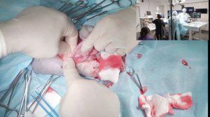 Молочная железа удаляем у собаки