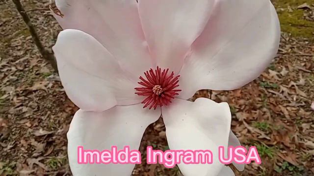 Pink Japanese Magnolia/Imelda Ingram USA смотреть онлайн