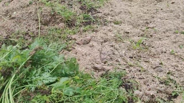 Готовимся к зиме. Необычный разрыхлитель почвы
