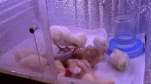 Циплята 5 дней