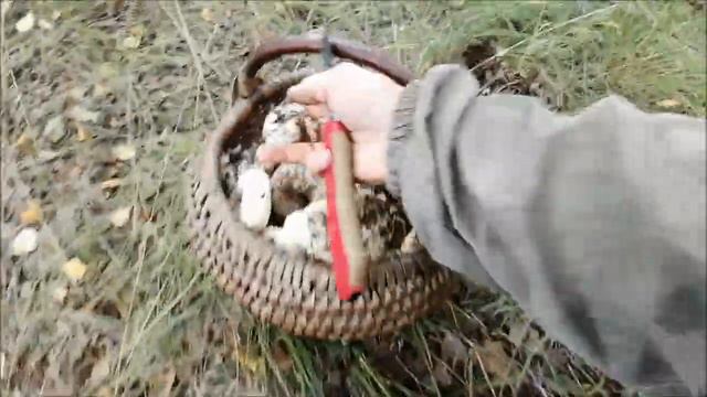 О бугорочки,а под ними груздочки смотреть онлайн