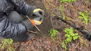 Нашли серебро!!! Удачный коп с ванквиш 340.