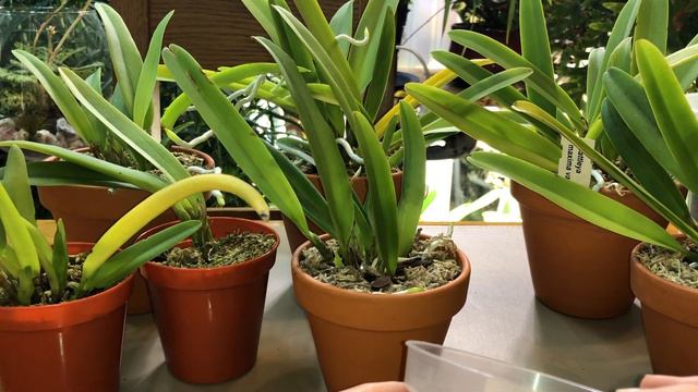 Currlin Orchideen (Germany) online. Mоё знакомство с европейскими теплицами смотреть онлайн