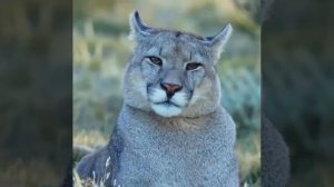 Задумано не вами, но для вас.