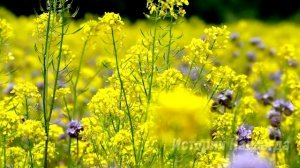 Многодетная мать получила в наследство халупу в деревне. А когда она заглянула под крыльцо…