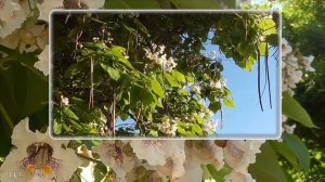 КАТАЛЬПА – дерево Счастья!  Июнь – Катальпа цветёт!
