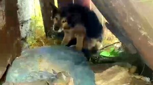 ?Хозяин бросил страую собаку | Пёс не ел и ждал смерти | Но помощь была уже близко и он молча ждал.