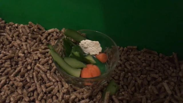 Морская свинка смотреть онлайн