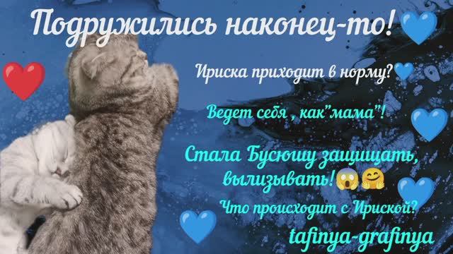 Видео 41. 🐈Ириска пошла на поправку 🤷 или это временно у неё? 🤔😁