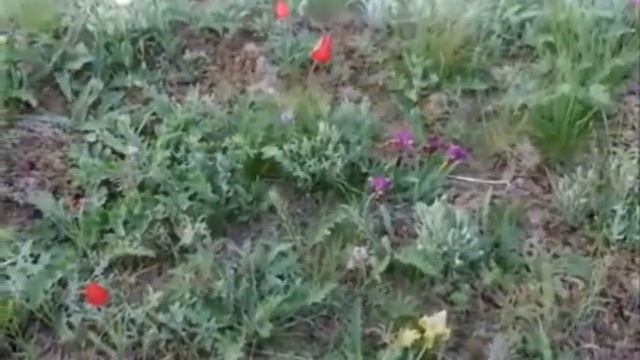 Г. Кукарека. Тюльпаны на солончаке