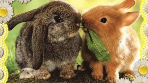 В  Чаплина. Как заяц в лесу живёт