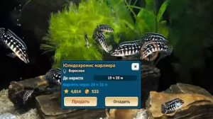 Аквантика   рыбка Юлидохромис Марлиера