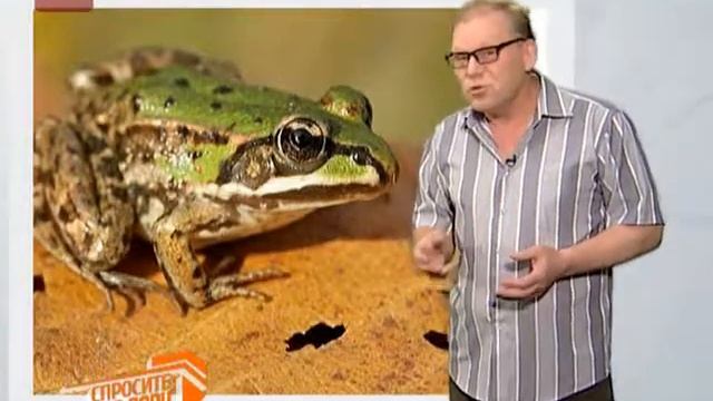 Спросите дядю Вову. Лягушка жаба смотреть онлайн